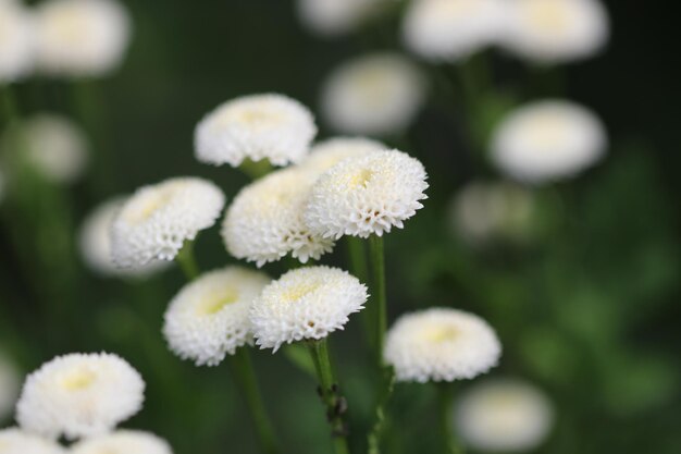 写真 白い花の植物のクローズアップ