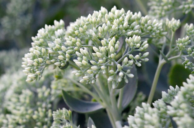 写真 白い花の植物のクローズアップ