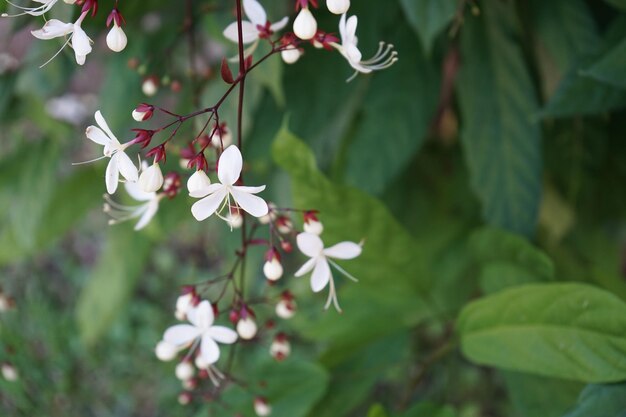 写真 白い花の植物のクローズアップ