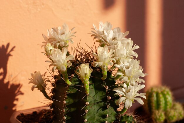 写真 白い花の植物のクローズアップ