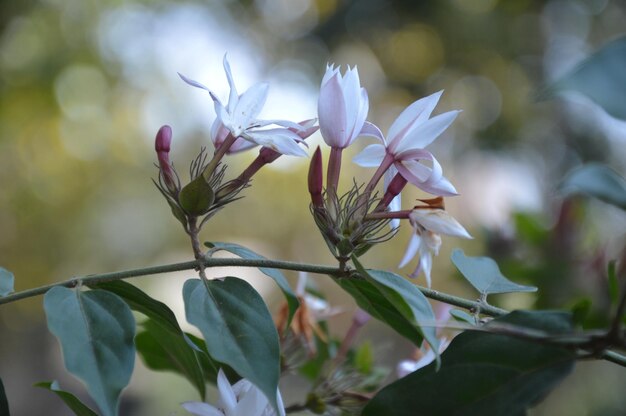 写真 白い花の植物のクローズアップ