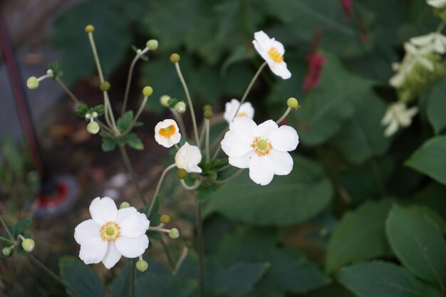 写真 白い花の植物のクローズアップ