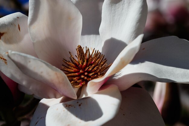 Фото Близкий план белого цветущего растения