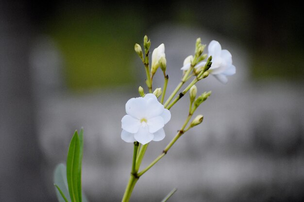 写真 白い花の植物のクローズアップ