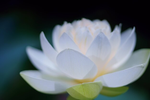 写真 白い花の植物のクローズアップ