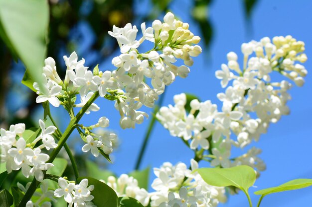 写真 白い花の植物のクローズアップ