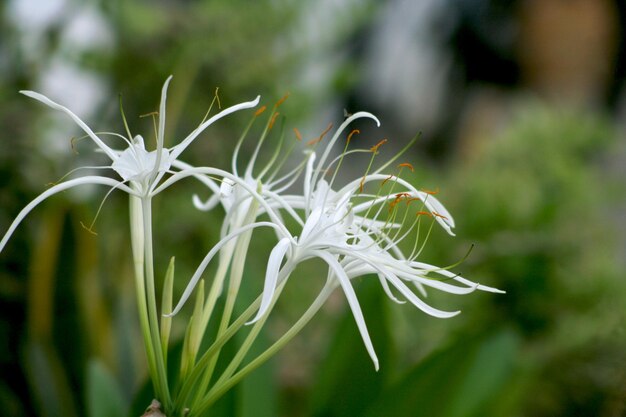 写真 白い花を ⁇ かせる植物のクローズアップ