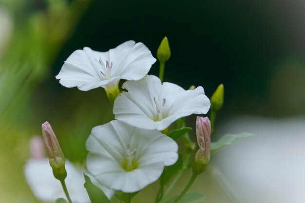 写真 白い花を ⁇ かせる植物のクローズアップ