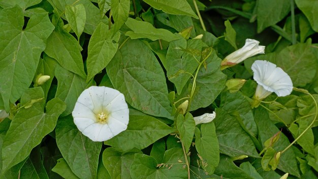 写真 白い花の植物のクローズアップ