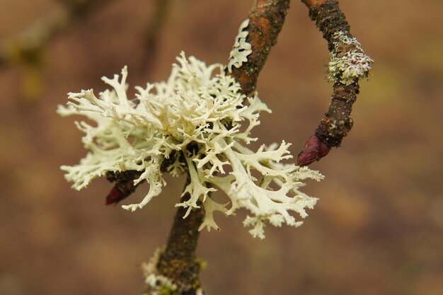 写真 白い花の植物のクローズアップ