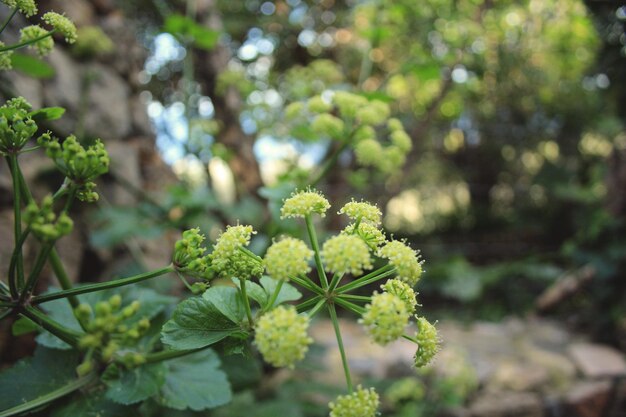 写真 白い花の植物のクローズアップ