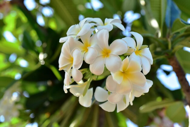 写真 白い花の植物のクローズアップ