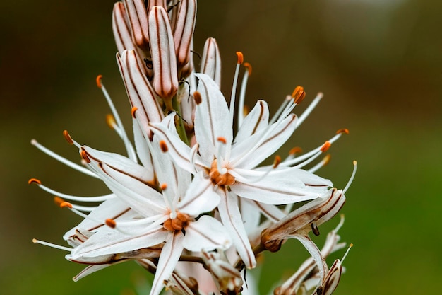 写真 白い花を ⁇ かせる植物のクローズアップ