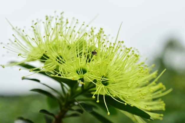 写真 白い花の植物のクローズアップ