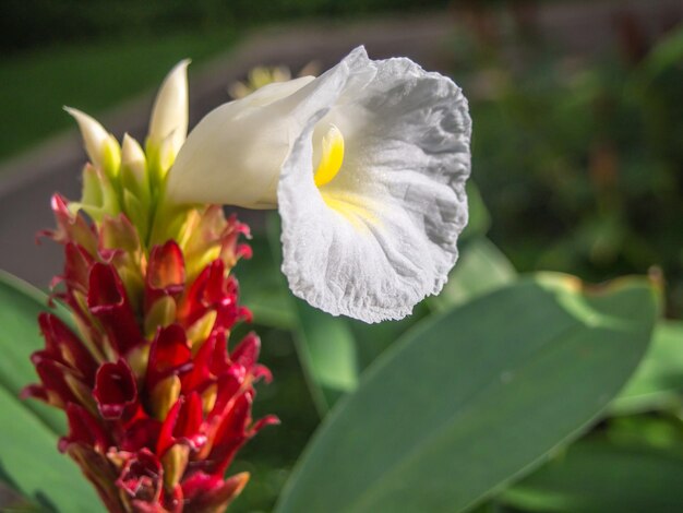 写真 白い花の植物のクローズアップ