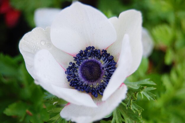 写真 白い花の植物のクローズアップ