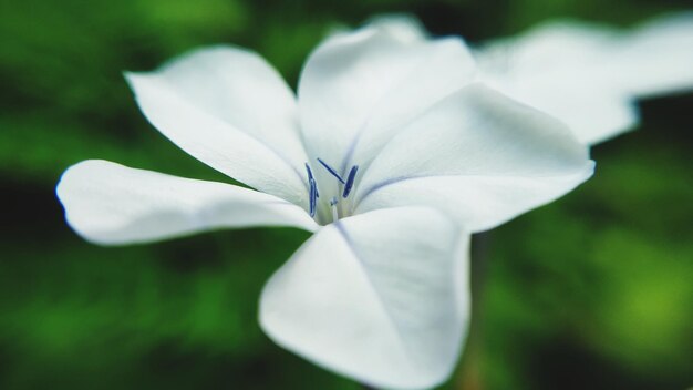 写真 白い花の植物のクローズアップ