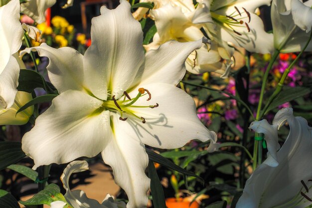 写真 白い花の植物のクローズアップ