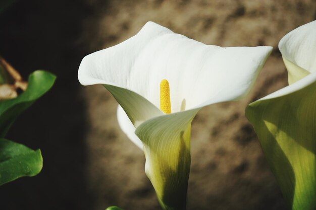 写真 白い花の植物のクローズアップ