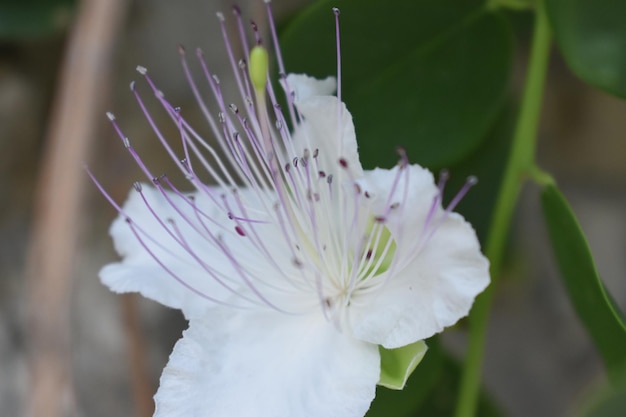 写真 白い花を ⁇ かせる植物のクローズアップ