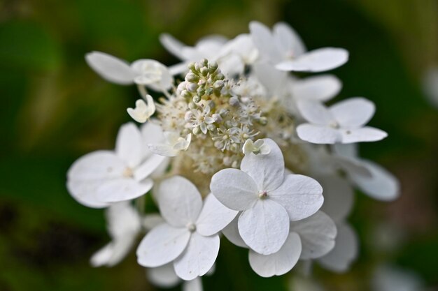 写真 白い花の植物のクローズアップ