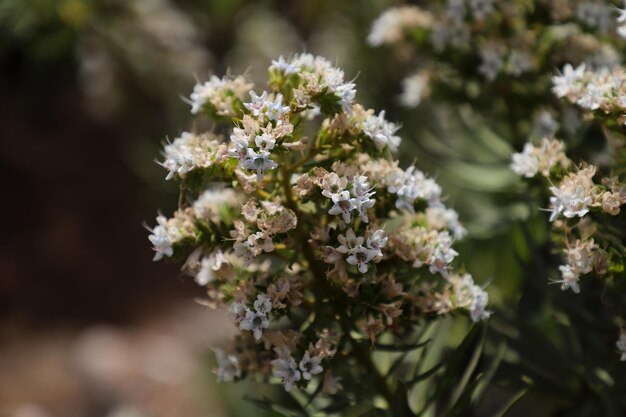 写真 白い花の植物のクローズアップ