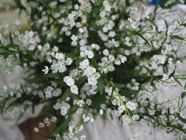 写真 白い花の植物のクローズアップ