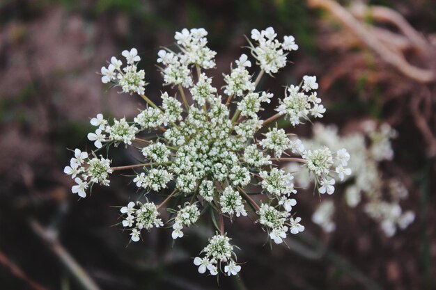 写真 白い花の植物のクローズアップ