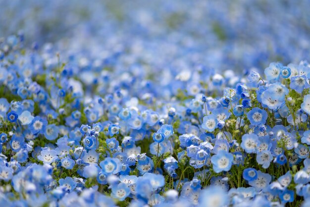 写真 白い花の植物のクローズアップ