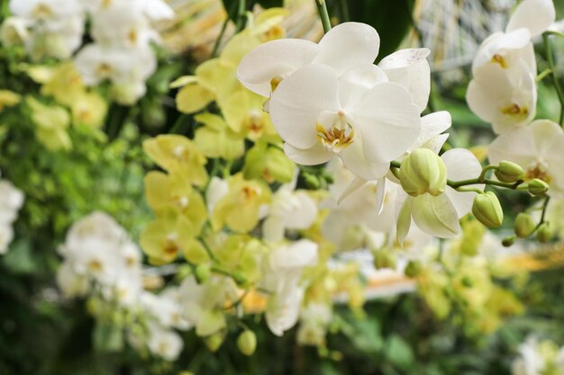 写真 白い花の植物のクローズアップ