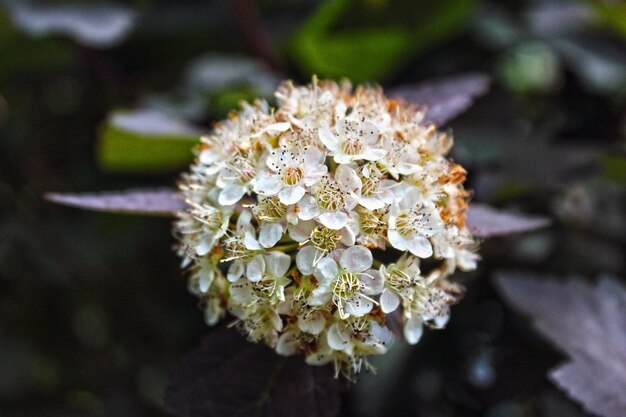 写真 白い花の植物のクローズアップ