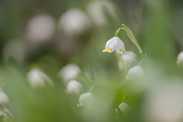 写真 白い花を ⁇ かせる植物のクローズアップ