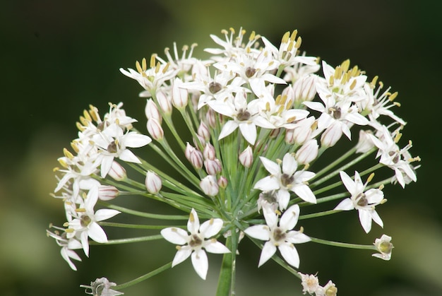 写真 白い花を ⁇ かせる植物のクローズアップ