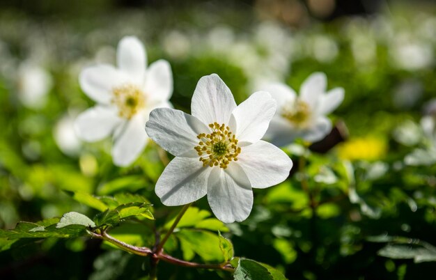 写真 白い花の植物のクローズアップ