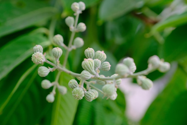 写真 白い花の植物のクローズアップ