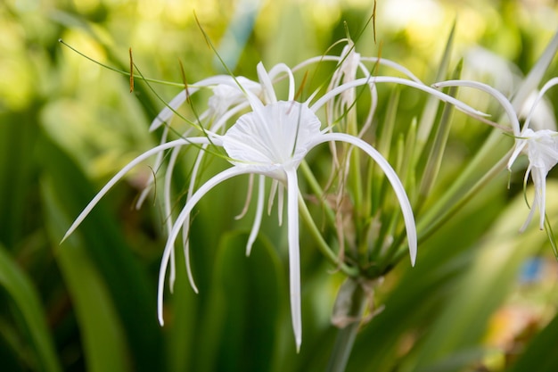 写真 白い花を ⁇ かせる植物のクローズアップ