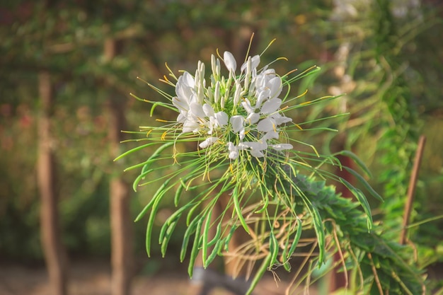 写真 白い花を ⁇ かせる植物のクローズアップ