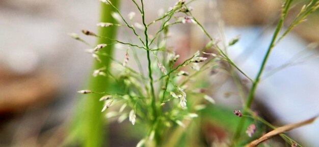 写真 白い花の植物のクローズアップ