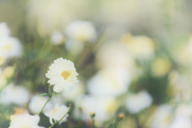 写真 白い花の植物のクローズアップ