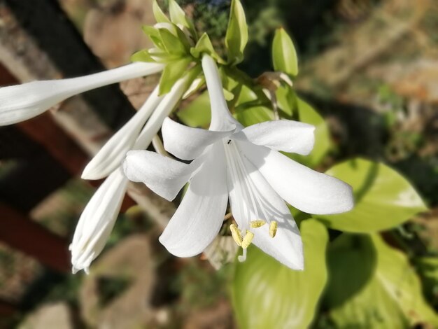 写真 白い花の植物のクローズアップ