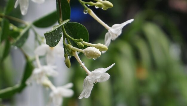 写真 白い花の植物のクローズアップ