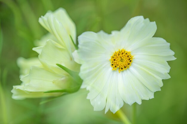 写真 白い花の植物のクローズアップ