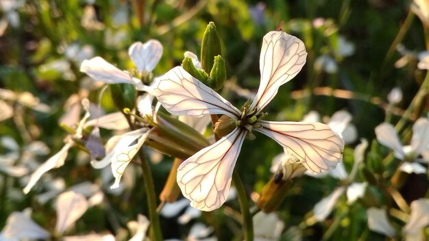 写真 白い花の植物のクローズアップ