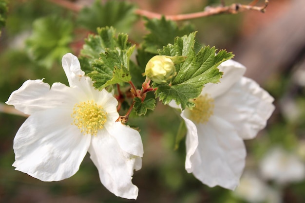 写真 白い花の植物のクローズアップ