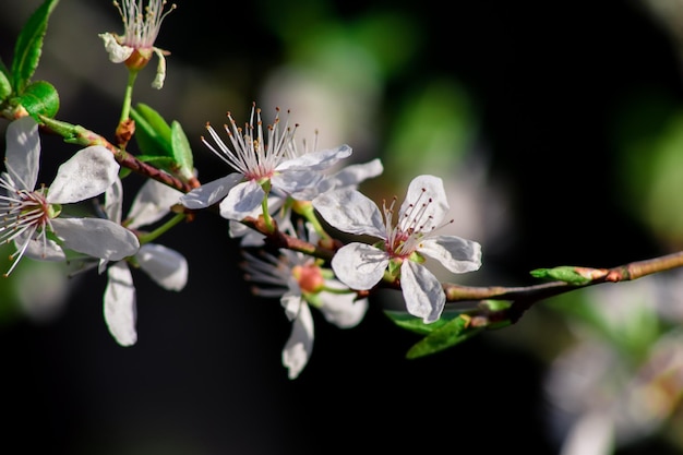 写真 白い花を ⁇ かせる植物のクローズアップ