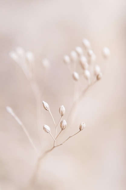 写真 白い花の植物のクローズアップ