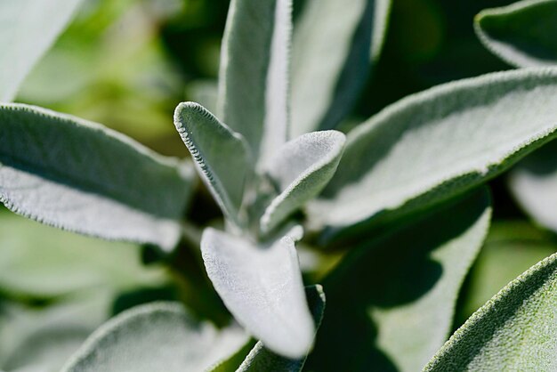 写真 白い花の植物のクローズアップ