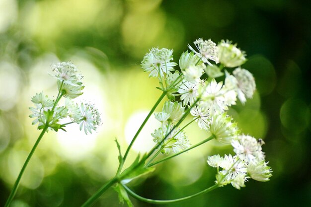 写真 白い花を ⁇ かせる植物のクローズアップ