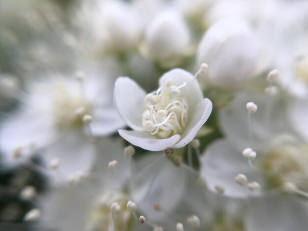 写真 白い花の植物のクローズアップ