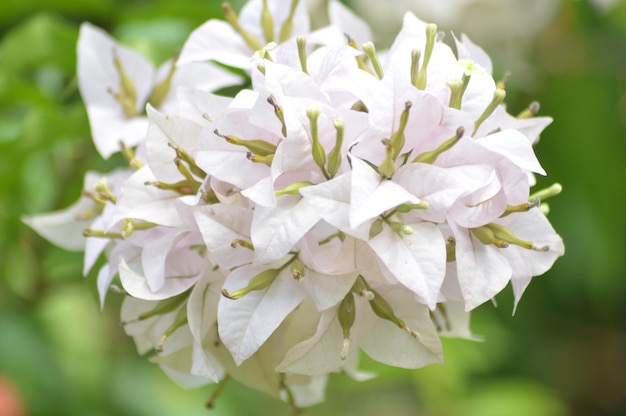 写真 白い花の植物のクローズアップ